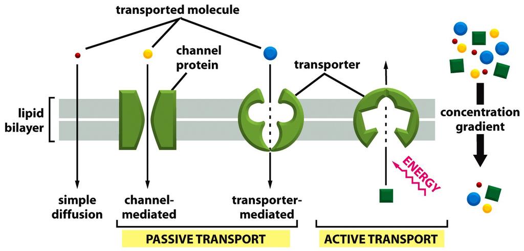 Transporte Activo y Pasivo (o difusión facilitada) A favor del gradiente de concentración o electroquímico -Acoplado a una fuente