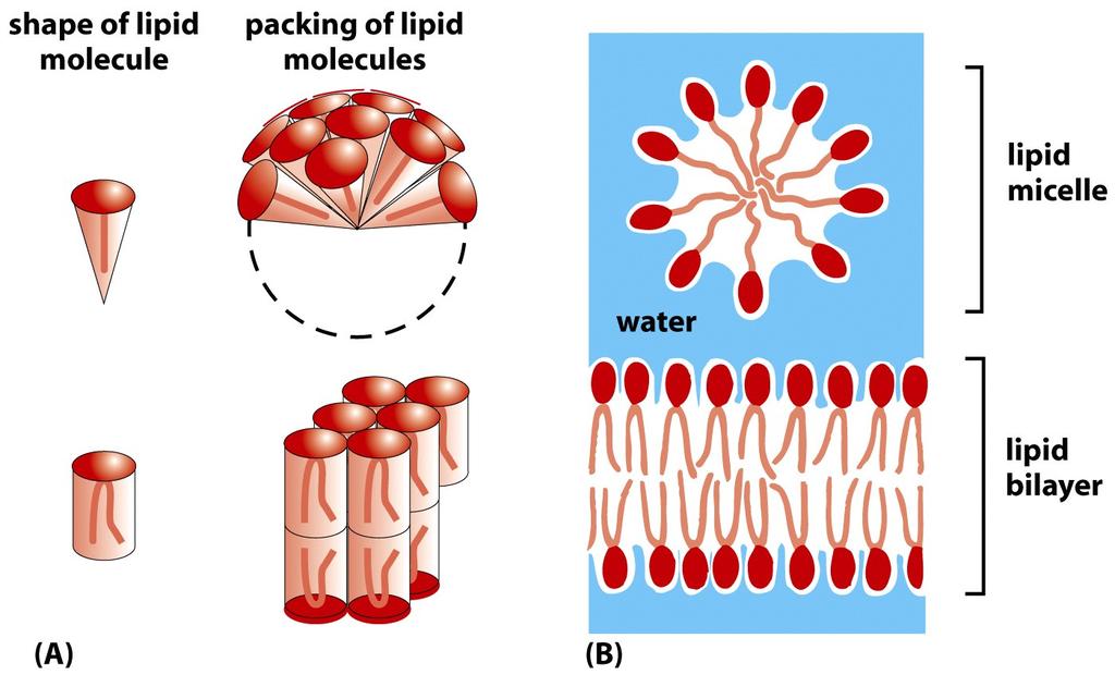 Ordenamiento de los fosfolípidos en un ambiente acuoso