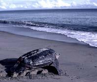 área para la protección de la tortuga marina más grande del mundo Nariño
