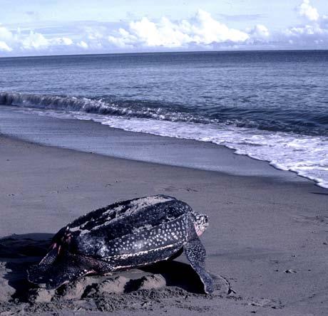 Nueva área para la protección de la tortuga marina más grande del mundo El pasado 18 de diciembre de 2013 se declaró el Santuario de Fauna Acandí, Playón y Playona, conviertiéndose en el área número