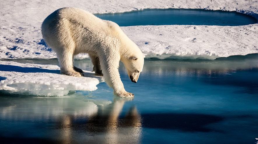 Qué son el clima y el cambio climático? By NASA.gov, adaptado por la redacción de Newsela. on 12.19.16 Word Count 905 Un oso polar prueba qué tan fuerte es la capa de hielo del mar.