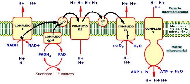 La formación del ATP queda explicada por la hipótesis quimiosmótica de Mitchel: la energía liberada en el transporte de electrones permite bombear protones desde la matriz hacia el espacio