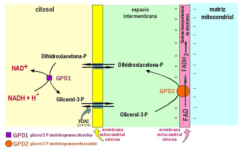 Los NADH + H + obtenidos en la glucolisis no pueden entrar en la mitocondria para ceder sus electrones a la cadena respiratoria.