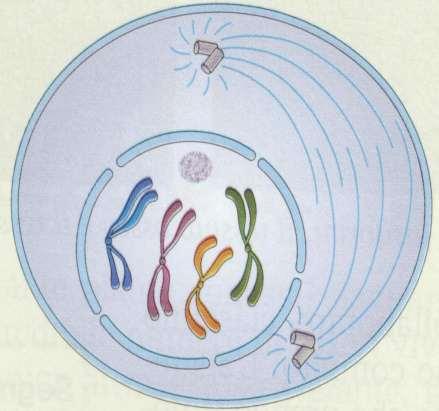 Condensación de filamentos de cromatina para dar lugar a los cromosomas.