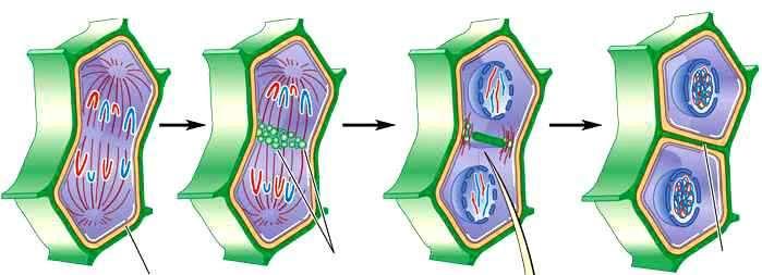 Qué diferencias existen entre la mitosis de células animales y vegetales? En las células vegetales NO hay centriolos.