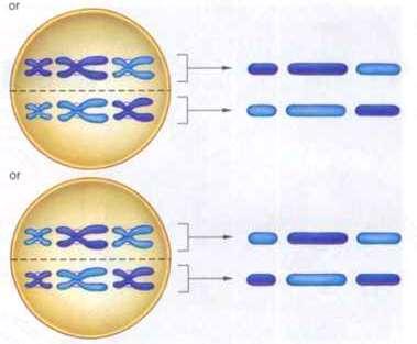 adoptar los cromosomas homólogos en el ecuador de