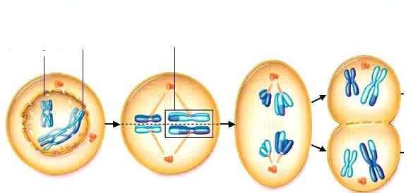 Resumen de la Meiosis I Par de cromosomas homólogos Crossing-over Cromosomas homólogos alineados en el centro de la célula