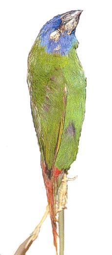 Solo un Diamante de Papua que llego a Europa, es este pájaro muerto de la fotografía de debajo de R.Neff.