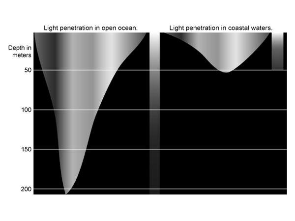 Extinción de luz en el agua Levinton, 2001 Si la radiación incidente en la superficie del mar es 2000 µmol m -2 s -1, a 10 m solo llega 20-30 µmol