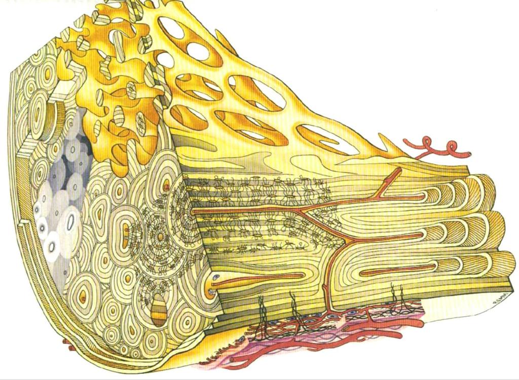 Tejido óseo Tejido óseo compacto: Las laminillas óseas se disponen: concéntricas a conductos formando las osteonas o sistemas de Havers Entre las osteonas, Sistemas