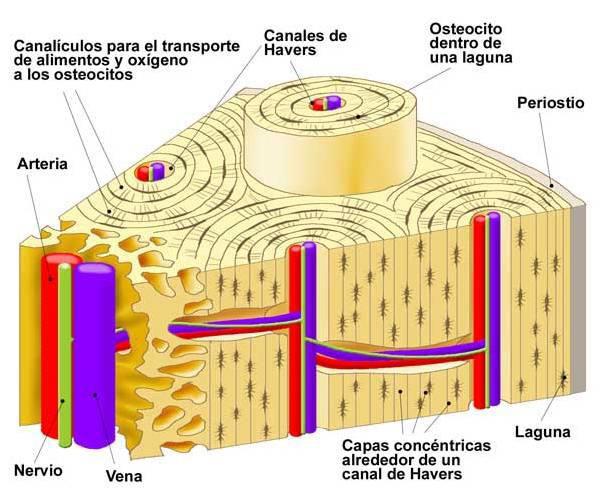 Tejido óseo La organización del tejido permite tener una red de canalículos intercomunicada con conductos