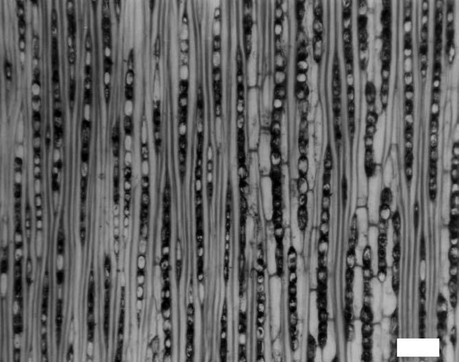 Anatomía del xilema...de Pouteria 445 100 µm Fig. 9. Pouteria trilocularis. Radios exclusivamente uniseriados. Parénquima en serie. Pouteria venosa (Mart.