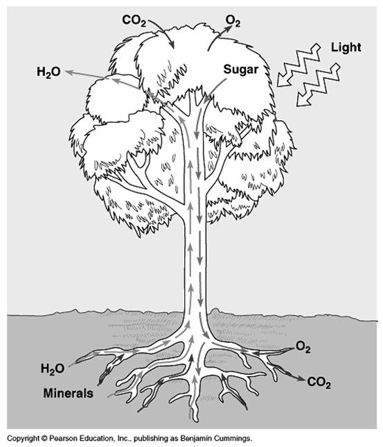 El agua es retenida en el suelo por fuerzas capilares; por esta razón el árbol tiene que recoger agua de una gran