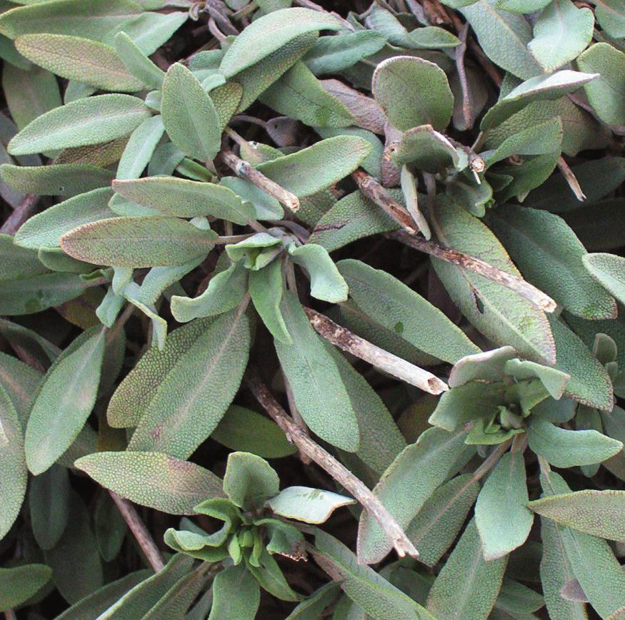 (Satureja montana), salvia española (Salvia lavandulifolia), salvia (Salvia officinalis), ciprés (Cupressus