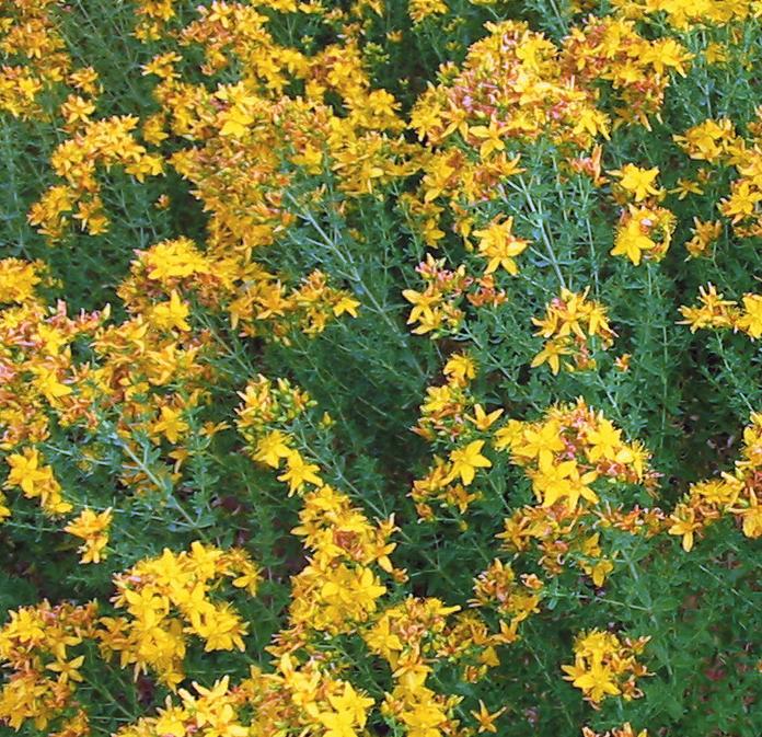 belladona), caléndula (Calendula officinalis), acónito (Aconitus napellus), anacardo (Anacardium orientale),