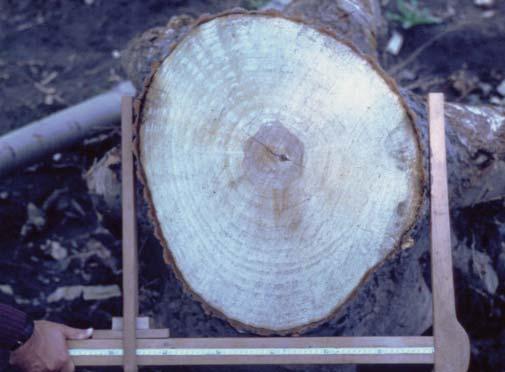De acuerdo con estudios realizados sobre este cultivo para la zona, la producción de madera por hectárea está en el orden de los 250 a 300 m 3 en turnos de 10 a 12 años.