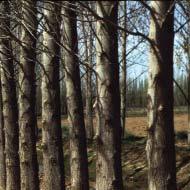 Para la obtención de madera para pulpa la densidad de plantación puede ser aún mayor, de 3 m x 3 m.