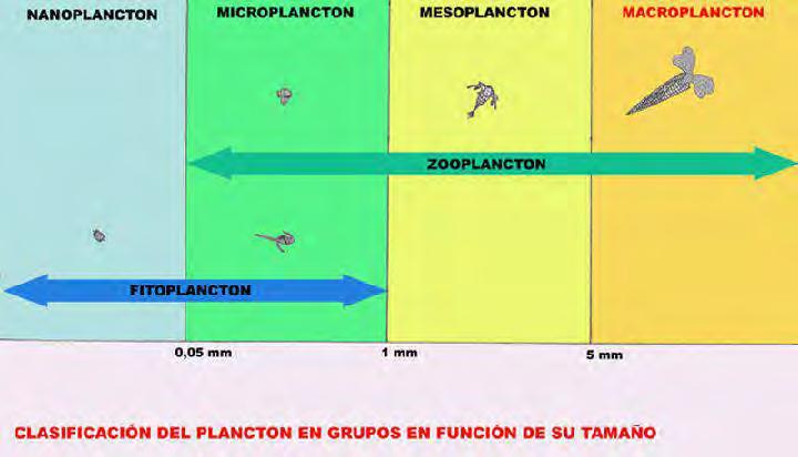 Tabla 16. Clasificación del Plancton en función de su tamaño Elaborado por: Consulsua C. Ltda.
