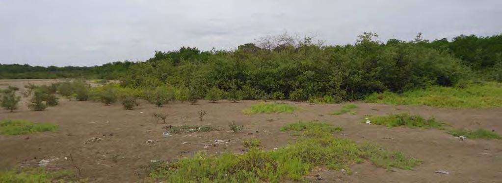 Fotografía 14- Parche con vegetación dentro del Área B de depósito de material como remanentes de manglar La demás vegetación que se observó corresponde a especies herbáceas, representantes de la
