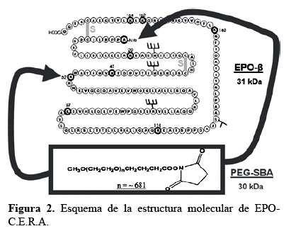 INTRODUCCIÓN Figura 3.- Estructura molecular de CERA 51.