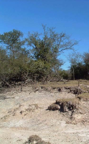 Deforestación Production (Mt), Yield (q/ha) 100 90 80 70 60 50 40 30 20 10 0 1990/91 Yield ARGENTINA Production