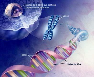 àcids nucleics.