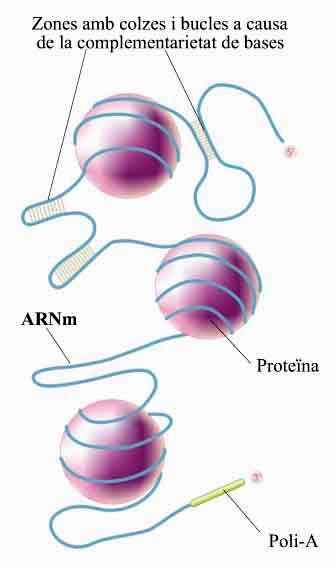 Els tipus de RNA Àcids ribonucleics RNA bicatenari (reovirus) RNA monocatenari RNA soluble o de transferència RNA missatger RNA ribosòmic RNA nucleolar