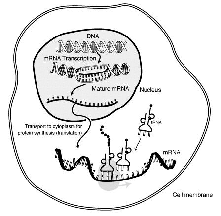 L RNA missatger (RNAm) Estructura d una partícula ribonucleica missatgera (RNAm) Maduració del RNAm L RNA missatger (RNAm) Es sintetitza al nucli de les cèl lules eucariotes o a la regió nuclear de