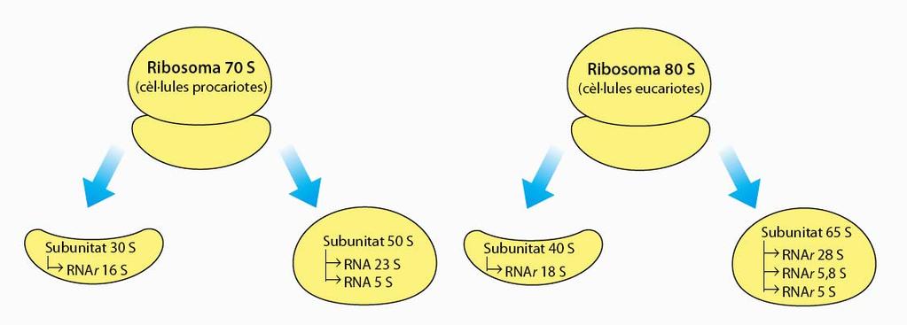 L RNA ribosòmic (RNAr) Ribosomes de les cèl lules procariotes i de