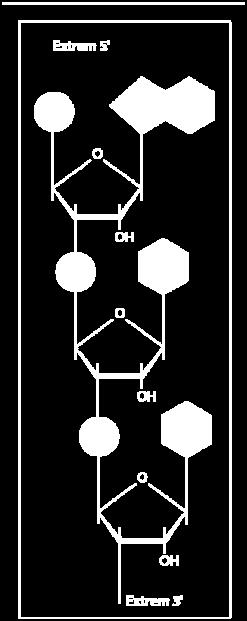 Els extrems de la cadena són un grup fosfòric al C5', anomenat extrem 5' i un grup OH al C3' anomenat extrem 3'.