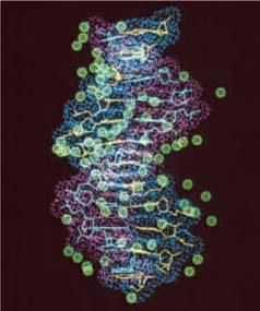 Estructura del DNA Estructura primària del