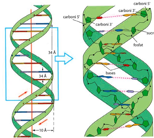 Estructura secundària del DNA. Estructura secundària del DNA: la doble hèlix o fibra de DNA de 20 Å.