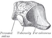 Cuboides Corto, asimétrico. 4 caras. Situado en la cara lateral del pie, en la 2da. Fila de los huesos del tarso.