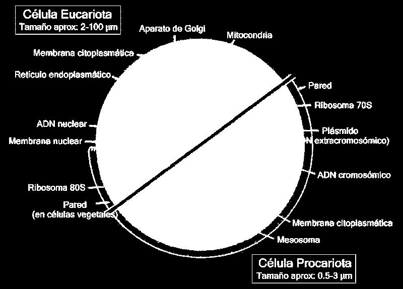 Ultraestructura de la célula eucariota DP/PAU Excepto el reino Moneras (bacterias y arqueobacterias), el resto de los seres vivos (los demás reinos) presentan una organización celular eucariota.