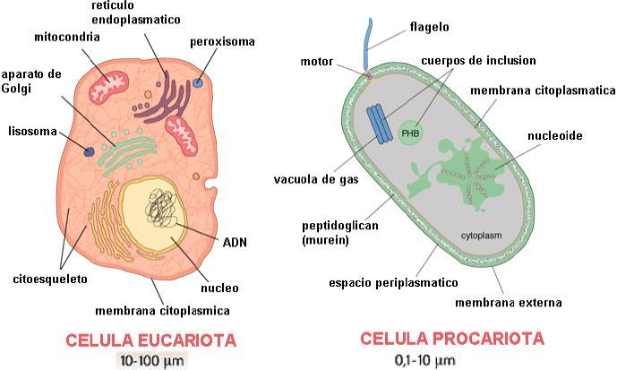 Comparación célula
