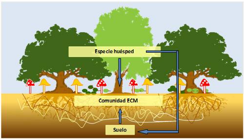 Los hongos ectomicorrícicos (ECM) son un componente esencial de las comunidades de organismos del suelo.