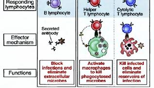 Opsonización de los patógenos por el fragmento C3b, haciéndoles más "atractivos" a los macrófagos, pues poseen receptores para el C3b.