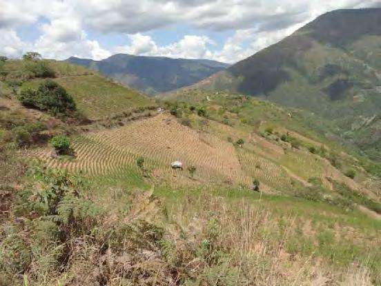 1.2.1. Cultivo de coca en los Yungas de La Paz La región de los Yungas de La Paz se encuentra sobre la vertiente oriental de la Cordillera Real y posee una topografía accidentada con altas pendientes