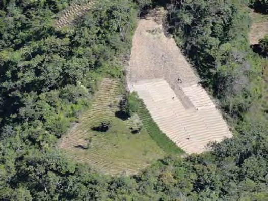 Etapas y técnicas del cultivo de coca en los Yungas de La Paz 1. Habilitación de terrenos para el establecimiento de nuevos cultivos en terraza.
