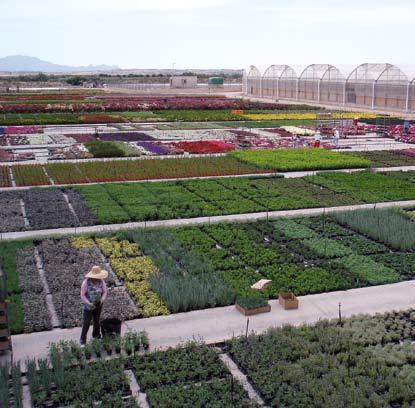 Figura 4: Distribución por especies (millones de plántulas) En la Región de Murcia existen 85 productores registrados con una producción de 56 millones de plantas y con un valor de más de 11 millones