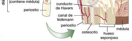 capas concéntricas de laminillas óseas, donde se encuentran insertos los osteocitos.