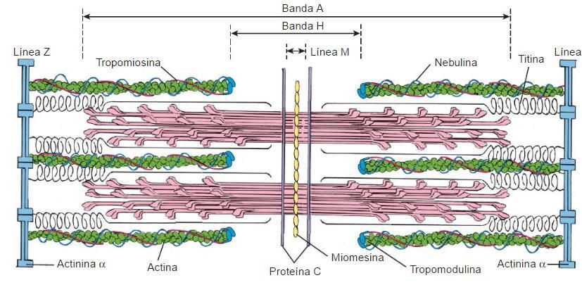FIGURA 11.7 Diagrama de la estructura molecular de un sarcómero. La imagen ilustra la distribución de los miofilamentos y las proteínas accesorias dentro de un sarcómero.
