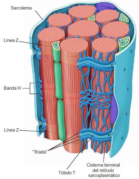 FIGURA 11.8 Diagrama de la organización de la fibra muscular estriada. Este diagrama ilustra la organización del retículo sarcoplasmático y su relación con las miofibrillas.