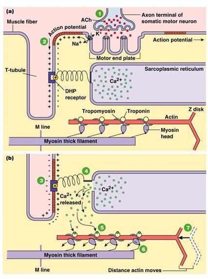 Acetilcolina: 1. La neurona motora somática libera ACh en la unión neuromuscular. 2. La entrada neta de Na + a través del canal-receptor de ACh inicia un potencial de acción neuromuscular. 3.
