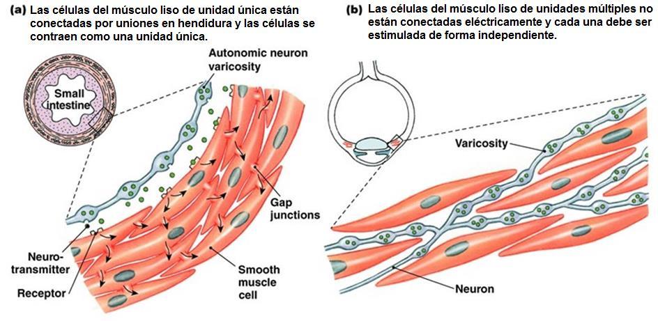TIPOS DE MÚSCULO LISO: Aunque las células de músculo liso no contienen sarcómeros (que producen estriaciones en los músculos esquelético y cardiaco), contienen mucha
