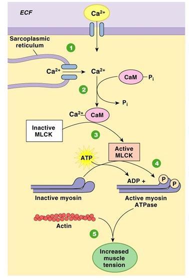 Contracción del músculo liso: 1. Las concentraciones intracelulares de Ca 2+ aumentan cuando el Ca 2+ entra en la célula y es liberado del retículo sarcoplásmico. 2. El Ca 2+ se une a la calmodulina (CaM).