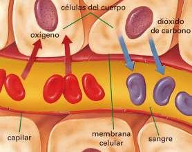El oxígeno pasa del aire que contienen los pulmones a la sangre atravesando la pared del alvéolo y la del capilar.