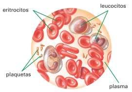 Las plaquetas, que actúan cuando se produce una hemorragia deteniéndola. LOS VASOS SANGUÍNEOS son los conductos por los que circula la sangre.