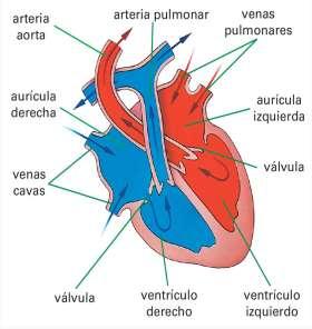 Sangre rica en oxígeno se dirige a todas las células de nuestro cuerpo Sangre rica en oxígeno que viene de los pulmones.