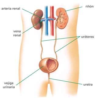 El aparato excretor El aparato excretor, o aparato urinario, es el conjunto de órganos encargados de expulsar al exterior del cuerpo las